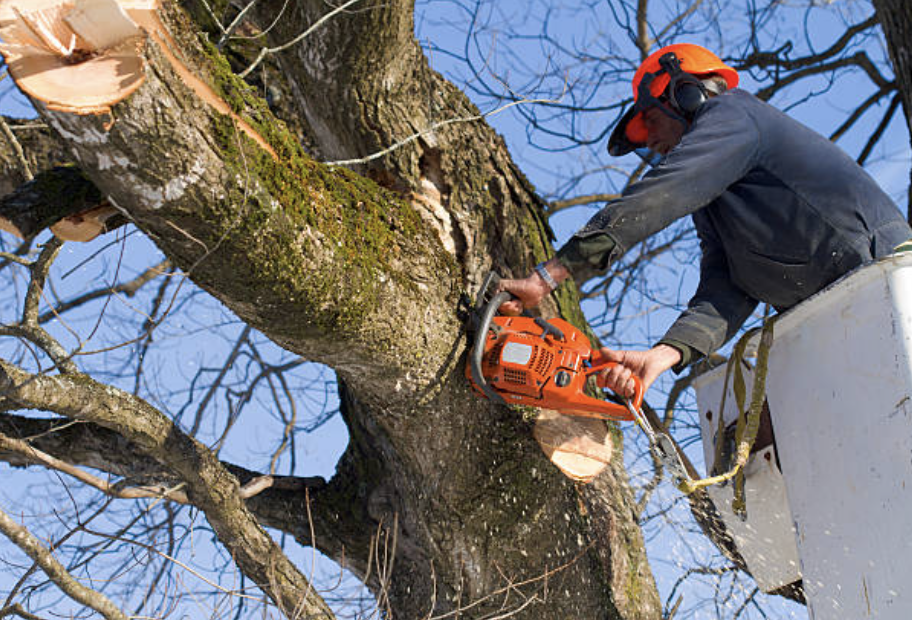 tree trimming in Weippe