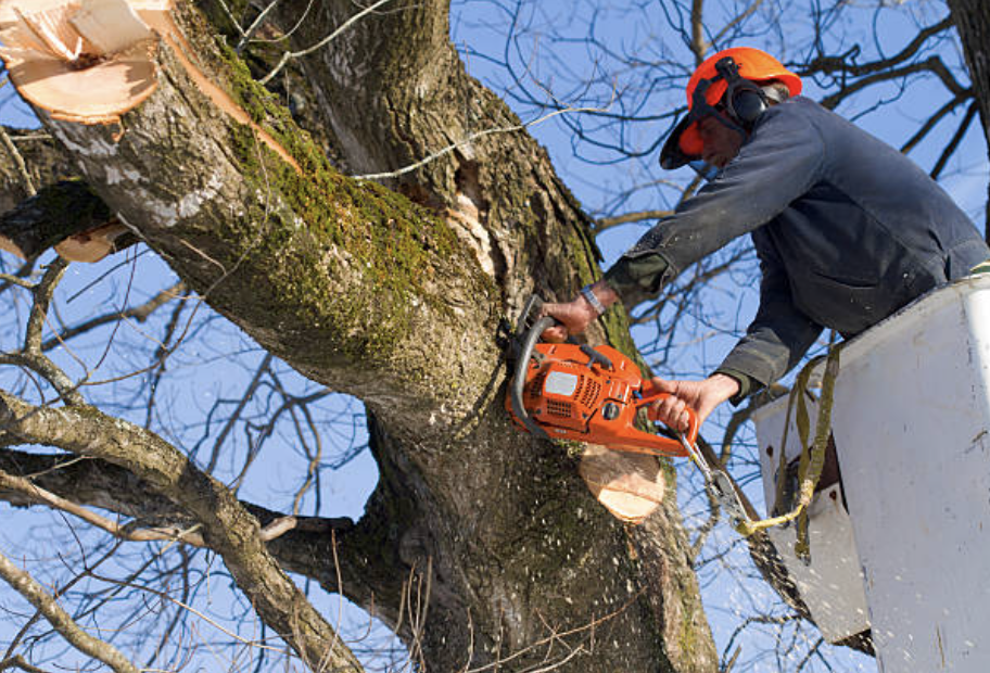 tree trimming in Nampa